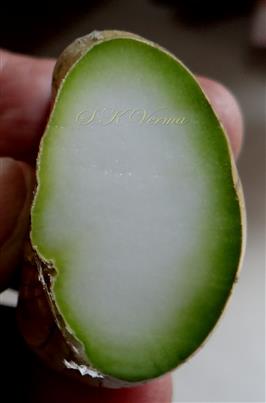  Fruit T. S. with one seed